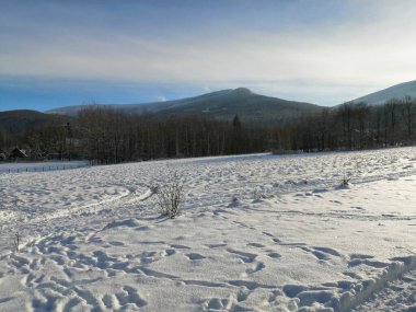 Kış manzarası, panorama, bayrak - kış ormanlarındaki karlı yol manzarası
