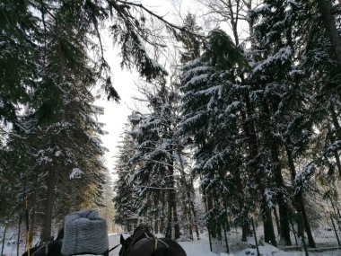 Kış manzarası, panorama, bayrak - kış ormanlarındaki karlı yol manzarası