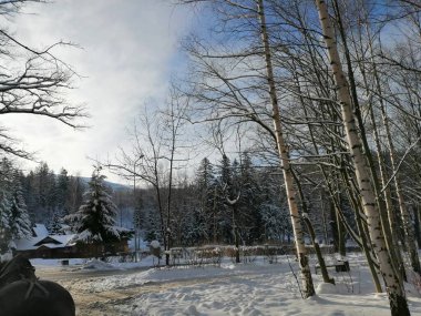 Kış manzarası, panorama, bayrak - kış ormanlarındaki karlı yol manzarası