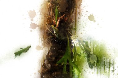 Kanarya Adasının Tarih Ayası (Anka kanaryası), Macaronezya kökenlidir