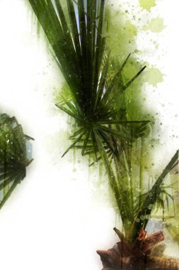 Kanarya Adasının Tarih Ayası (Anka kanaryası), Macaronezya kökenlidir