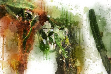 Hint ormanındaki kaktüs bitkisi, yabani kaktüs bitkisi Opuntia monacantha bitkisi, illüstrasyon, çizim, eskiz, antika, antika, antika