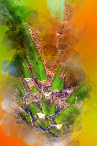 Kanári Szigetek Date Palm Főnix Canariensis Macaronéziából Származó — Stock Fotó