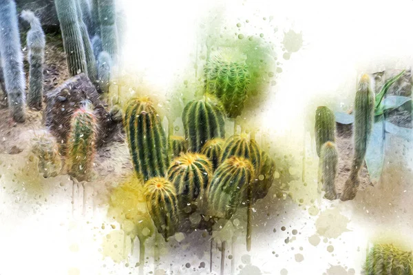 Cactus Garden Desert Springtime Illustration Drawing Sketch Antique Retro Vintage — Stock Photo, Image