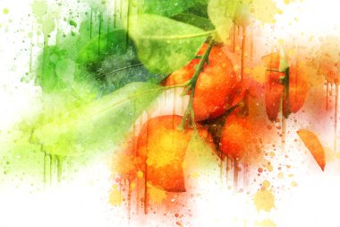 Bahar Festivali 'nde süs bitkisi olarak kullanılan verimli saksı portakalları, illüstrasyon, çizim, eskiz, antika, antika, antika