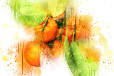 Bahar Festivali 'nde süs bitkisi olarak kullanılan verimli saksı portakalları, illüstrasyon, çizim, eskiz, antika, antika, antika