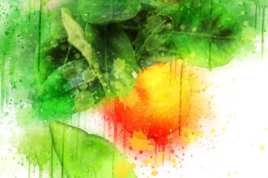 Bahar Festivali 'nde süs bitkisi olarak kullanılan verimli saksı portakalları, illüstrasyon, çizim, eskiz, antika, antika, antika