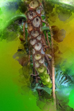 Kalp şeklinde iki renkli Philodendron sabanı nadir bulunan egzotik yağmur ormanları bitkisi eğreltiotu ve tropikal yaprak çeşitleri ile süs bahçesinde, illüstrasyon, çizim, çizim, antika, retro, vintage.