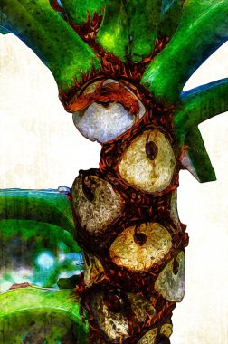 Kalp şeklinde iki renkli Philodendron sabanı nadir bulunan egzotik yağmur ormanları bitkisi eğreltiotu ve tropikal yaprak çeşitleri ile süs bahçesinde, illüstrasyon, çizim, çizim, antika, retro, vintage.