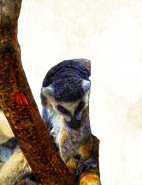 Bir grup dinlenen lemurlar katta, illüstrasyon, çizim, eskiz, antika, antika, antika.