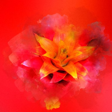 Bir Guzman lingulata çiçeğinin fotoğrafı, illüstrasyon, çizim, çizim, antika, retro, vintage.