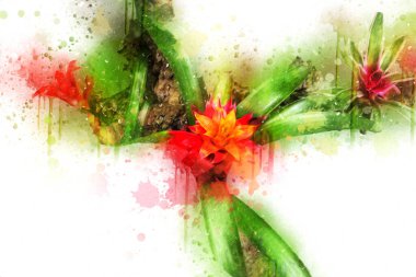 Bir Guzman lingulata çiçeğinin fotoğrafı, illüstrasyon, çizim, çizim, antika, retro, vintage.