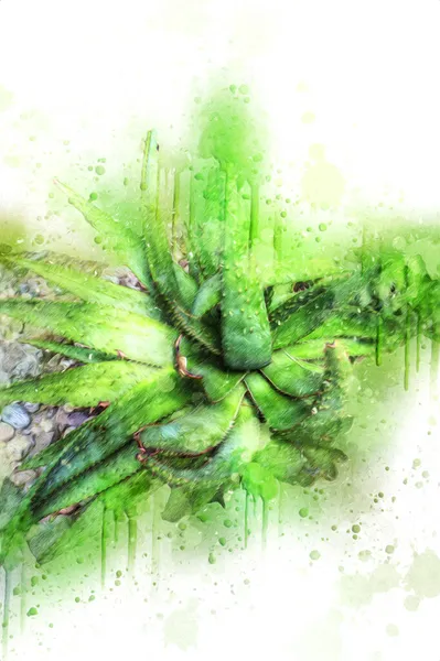 Heilende Grüne Aloe Arborescens Pflanze Illustration Zeichnung Skizze Antik Retro — Stockfoto