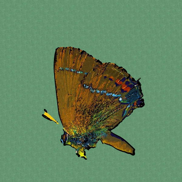 Motýlí Ilustrace Umění Ročník Retro Starožitný Náčrt Kresby — Stock fotografie