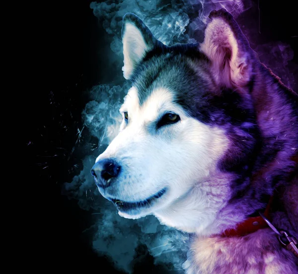 Hund Alaska Malamute Illustration Kunst Jahrgang Retro Antike Zeichnung Malerei — Stockfoto