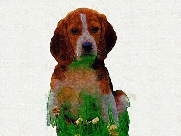 Mooie Beagle Hond Geïsoleerd Illustratie Kunst Retro Antieke Tekening Schilderij — Stockfoto