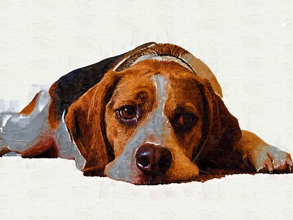 Belo Cão Beagle Isolado Ilustração Arte Vintage Retro Desenho Antigo — Fotografia de Stock