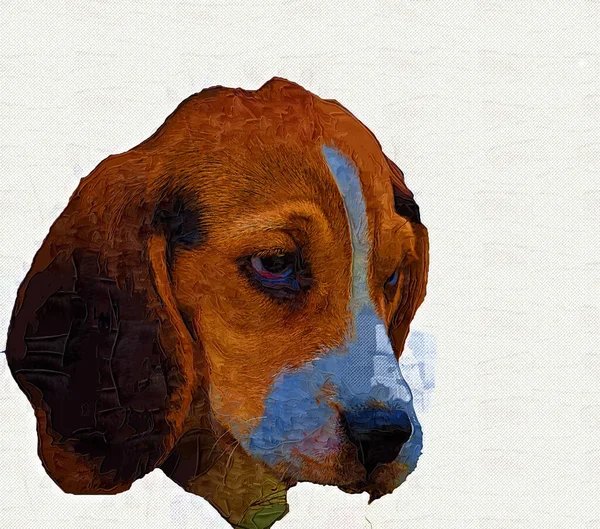 美丽的小猎犬孤立 古画草图 — 图库照片