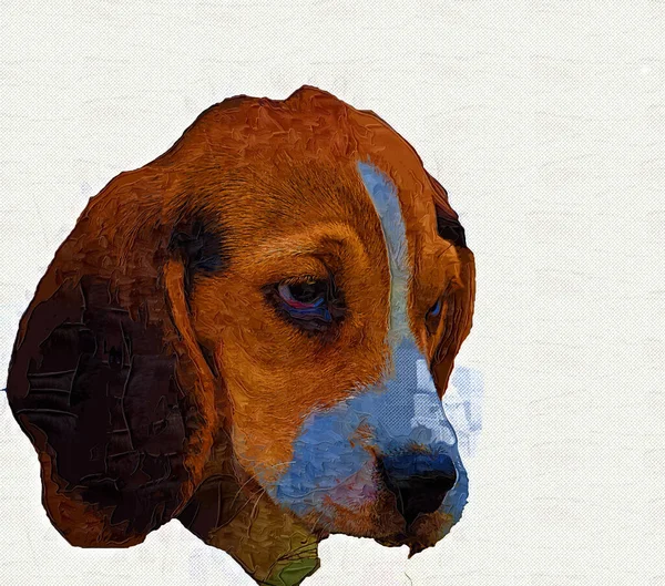 Beau Chien Beagle Isolé Illustration Art Vintage Rétro Dessin Antique — Photo