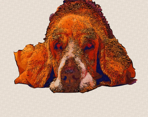Hermoso Perro Beagle Aislado Ilustración Arte Vintage Retro Dibujo Antiguo —  Fotos de Stock