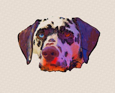 Dalmaçyalı köpek, oturuyor, kameraya bakıyor, illüstrasyon, sanat, antika, antika resim çizimi