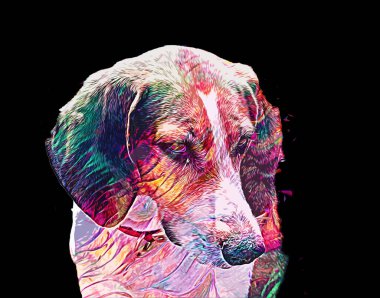 Köpek yetiştiricisi Amerikan Foxhound, illüstrasyon, sanat, klasik, antika resim çizimi