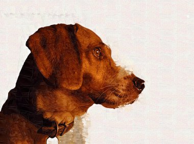 Köpek yetiştiricisi Amerikan Foxhound, illüstrasyon, sanat, klasik, antika resim çizimi