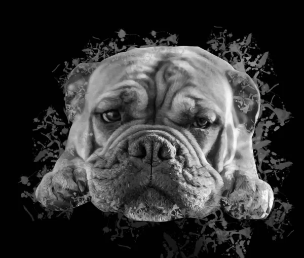 Bellissimo Bulldog Isolato Illustrazione Arte Vintage Retrò Disegno Antico Disegno — Foto Stock