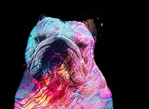 Gyönyörű Bulldog Elszigetelt Illusztráció Művészet Retro Antik Rajz Rajz Vázlat — Stock Fotó