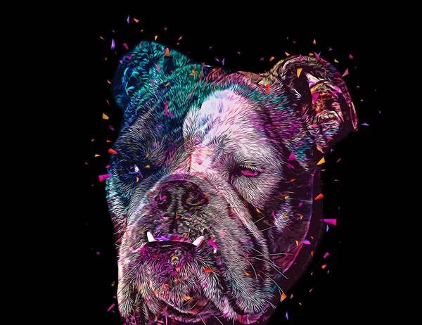 Bellissimo Bulldog Isolato Illustrazione Arte Vintage Retrò Disegno Antico Disegno — Foto Stock