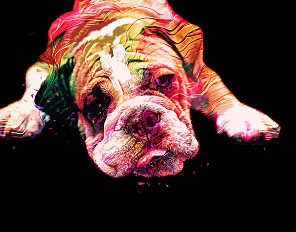 Schöne Bulldogge Isoliert Illustration Kunst Jahrgang Retro Antike Zeichnung Malerei — Stockfoto