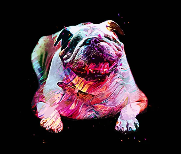 Gyönyörű Bulldog Elszigetelt Illusztráció Művészet Retro Antik Rajz Rajz Vázlat — Stock Fotó