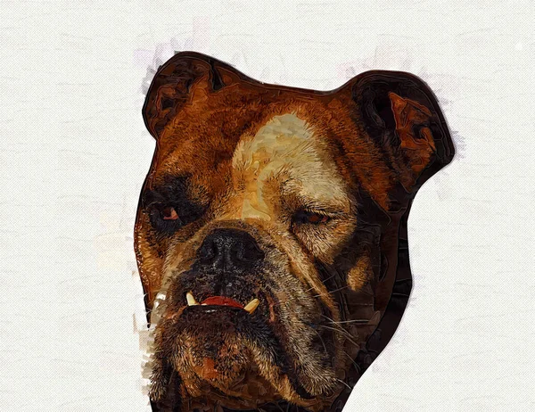 Beautiful Bulldog Dog Isolated Illustration Art Vintage Retro Antique Drawing — Stock Photo, Image