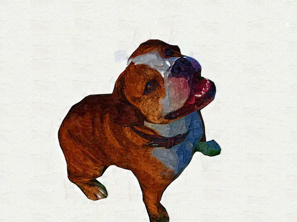 Belo Buldogue Cão Isolado Ilustração Arte Vintage Retro Desenho Antigo — Fotografia de Stock