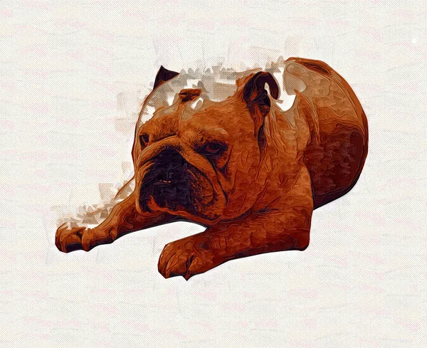 Beau Chien Bouledogue Isolé Illustration Art Vintage Rétro Dessin Antique — Photo