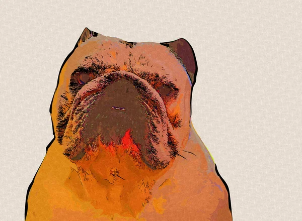 Bellissimo Bulldog Isolato Illustrazione Arte Vintage Retrò Disegno Antico Disegno — Foto Stock