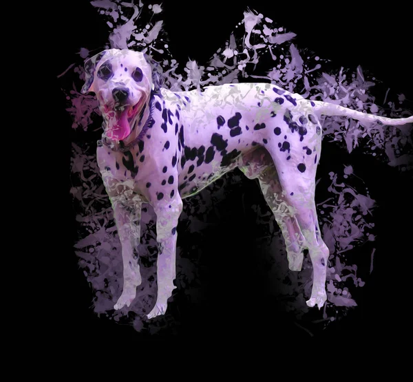 Dalmatische Hond Zittend Kijkend Naar Camera Illustratie Kunst Retro Antieke — Stockfoto