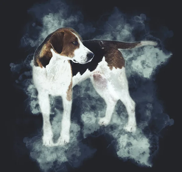 这只狗的品种有美国狐狸猎犬 古画素描 — 图库照片