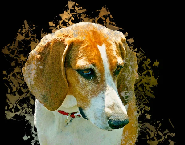 Raza Perro American Foxhound Ilustración Arte Vendimia Retro Dibujo Antiguo — Foto de Stock