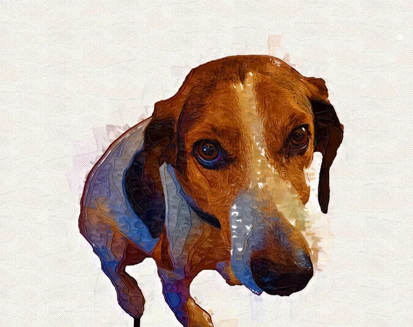 Kutya Fajta American Foxhound Illusztráció Művészet Retro Antik Rajz Rajz — Stock Fotó