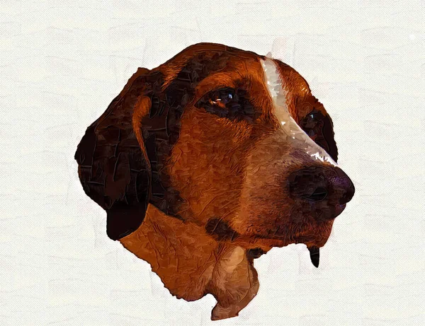 Raza Perro American Foxhound Ilustración Arte Vendimia Retro Dibujo Antiguo — Foto de Stock