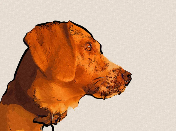 犬はアメリカのフォックスハウンド イラスト アート ヴィンテージ レトロ アンティークの絵のスケッチを繁殖 — ストック写真