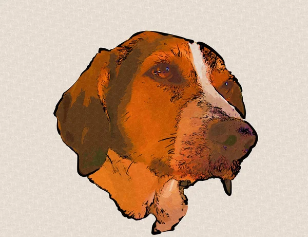 Raza Perro American Foxhound Ilustración Arte Vendimia Retro Dibujo Antiguo —  Fotos de Stock