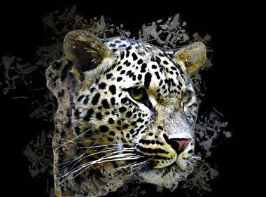 Namibya 'daki Leopar, resim, sanat, antika, antika resim çizimi