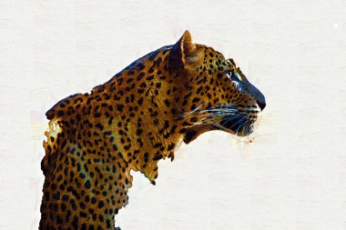 Namibya 'daki Leopar, resim, sanat, antika, antika resim çizimi