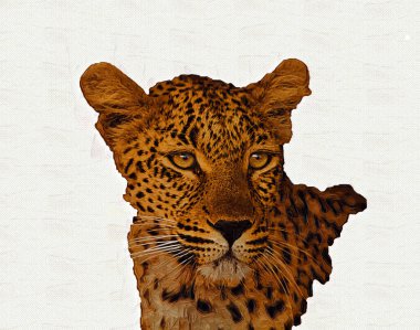 Namibya 'daki Leopar, resim, sanat, antika, antika resim çizimi