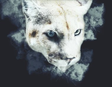 Puma, arka planda izole edilmiş puma portresi, illüstrasyon, sanat, antika, antika resim çizimi