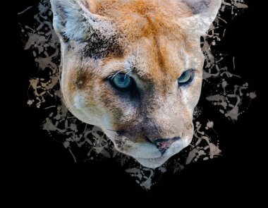 Puma, arka planda izole edilmiş puma portresi, illüstrasyon, sanat, antika, antika resim çizimi