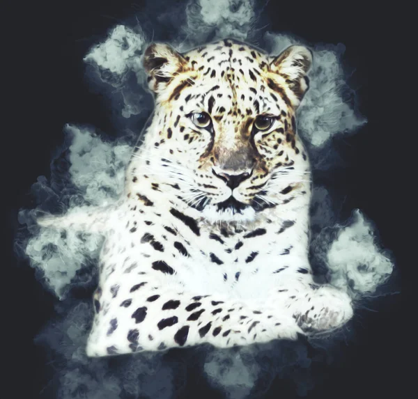 Leopardo Namibia Illustrazione Arte Vintage Retrò Disegno Antico Disegno Disegno — Foto Stock