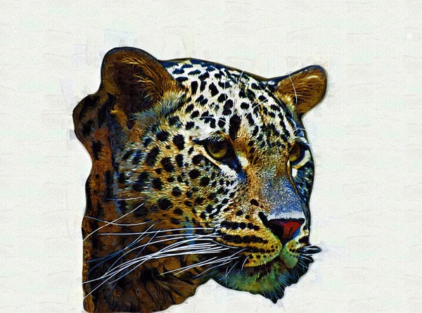 Leopard Namibia Illustration Art Vintage Retro Antique Drawing Painting Sketch — Stock Photo, Image